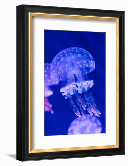 Jellyfish Underwater-AntonMatveev-Framed Photographic Print