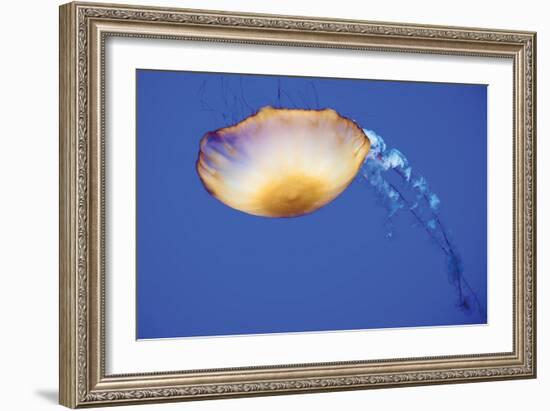 Jellyfish V-Erin Berzel-Framed Photographic Print