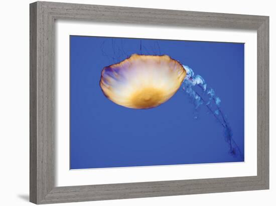 Jellyfish V-Erin Berzel-Framed Photographic Print