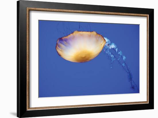 Jellyfish V-Erin Berzel-Framed Photographic Print