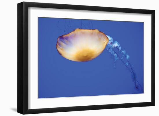 Jellyfish V-Erin Berzel-Framed Photographic Print