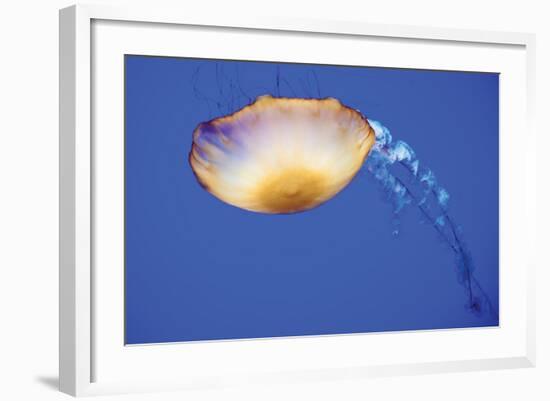 Jellyfish V-Erin Berzel-Framed Photographic Print