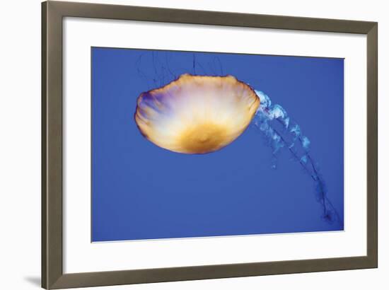 Jellyfish V-Erin Berzel-Framed Photographic Print