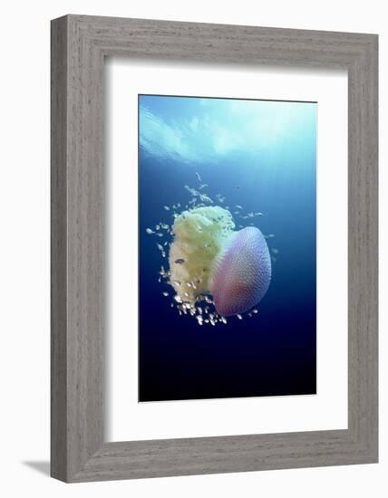 Jellyfish (Versuriga Anadyomene) With Fish Finding Protection Among Its Tentacles, Palau, Pacific-Michael Pitts-Framed Photographic Print