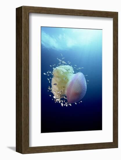 Jellyfish (Versuriga Anadyomene) With Fish Finding Protection Among Its Tentacles, Palau, Pacific-Michael Pitts-Framed Photographic Print