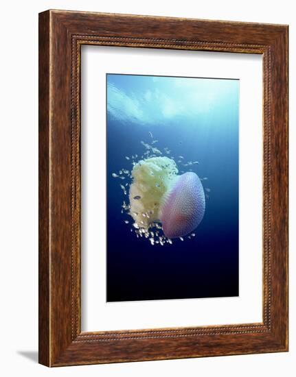 Jellyfish (Versuriga Anadyomene) With Fish Finding Protection Among Its Tentacles, Palau, Pacific-Michael Pitts-Framed Photographic Print