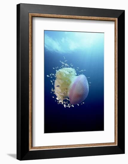 Jellyfish (Versuriga Anadyomene) With Fish Finding Protection Among Its Tentacles, Palau, Pacific-Michael Pitts-Framed Photographic Print