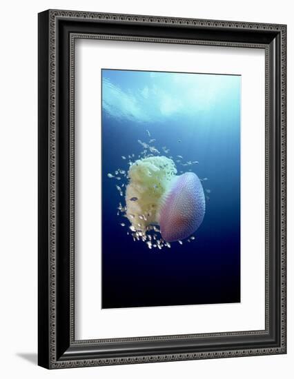 Jellyfish (Versuriga Anadyomene) With Fish Finding Protection Among Its Tentacles, Palau, Pacific-Michael Pitts-Framed Photographic Print