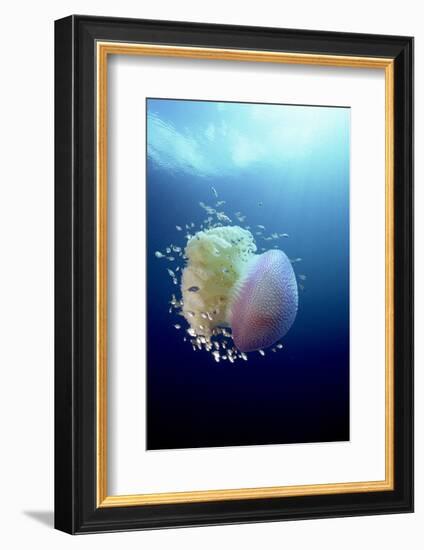 Jellyfish (Versuriga Anadyomene) With Fish Finding Protection Among Its Tentacles, Palau, Pacific-Michael Pitts-Framed Photographic Print