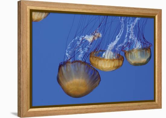 Jellyfish VI-Erin Berzel-Framed Premier Image Canvas