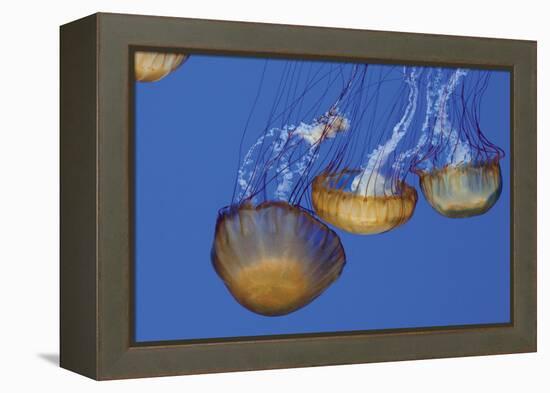 Jellyfish VI-Erin Berzel-Framed Premier Image Canvas