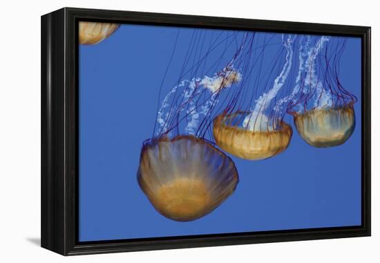 Jellyfish VI-Erin Berzel-Framed Premier Image Canvas