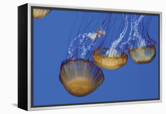 Jellyfish VI-Erin Berzel-Framed Premier Image Canvas