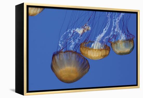 Jellyfish VI-Erin Berzel-Framed Premier Image Canvas