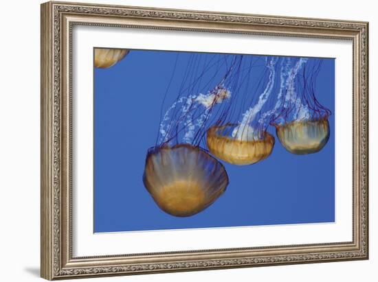 Jellyfish VI-Erin Berzel-Framed Photographic Print