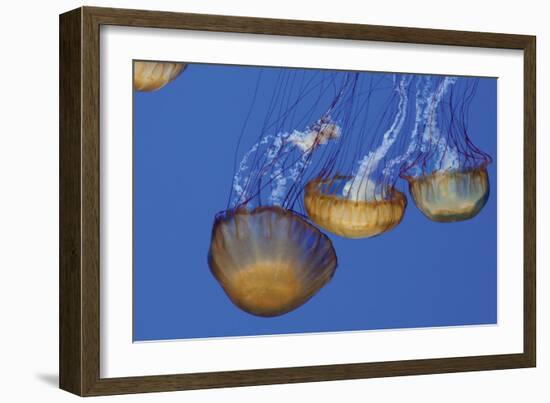 Jellyfish VI-Erin Berzel-Framed Photographic Print