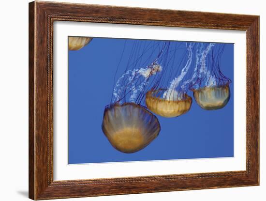 Jellyfish VI-Erin Berzel-Framed Photographic Print