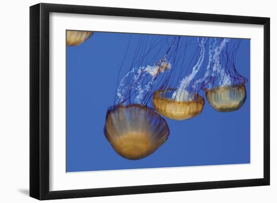 Jellyfish VI-Erin Berzel-Framed Photographic Print