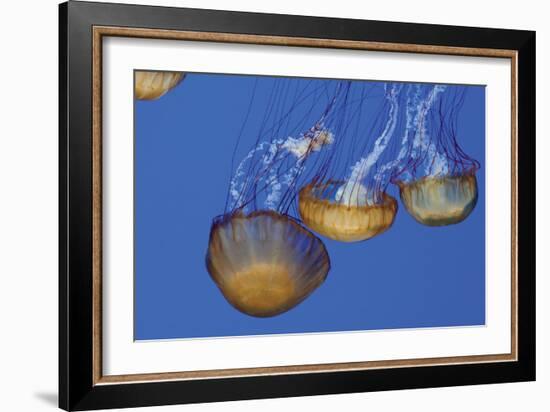 Jellyfish VI-Erin Berzel-Framed Photographic Print