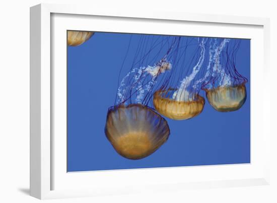 Jellyfish VI-Erin Berzel-Framed Photographic Print