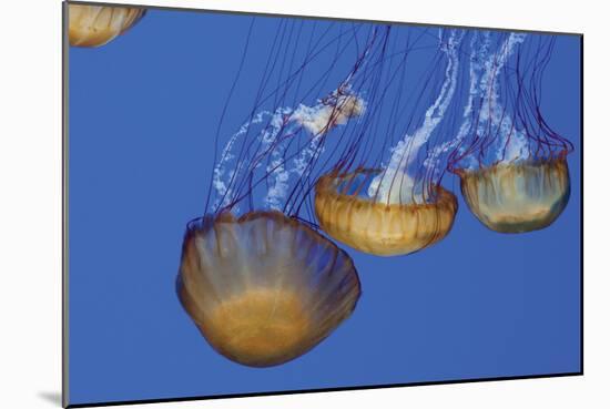 Jellyfish VI-Erin Berzel-Mounted Photographic Print