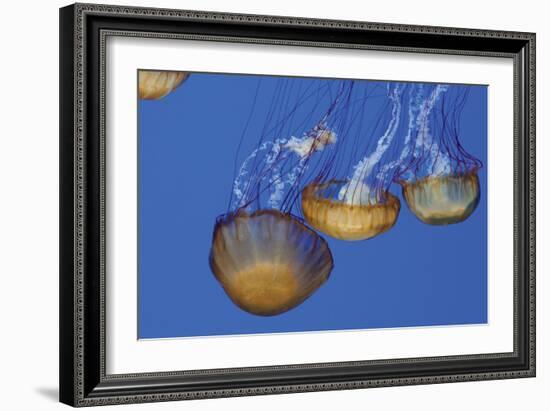 Jellyfish VI-Erin Berzel-Framed Photographic Print
