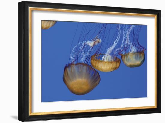 Jellyfish VI-Erin Berzel-Framed Photographic Print