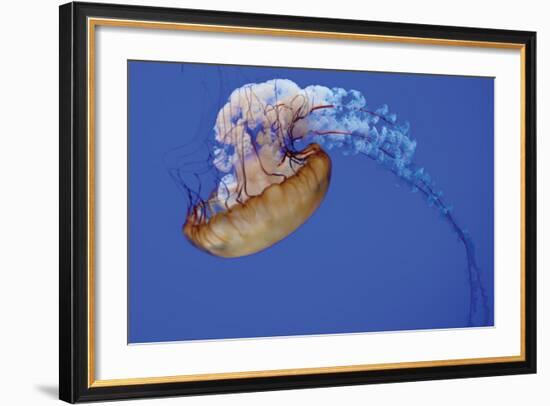 Jellyfish VII-Erin Berzel-Framed Photographic Print