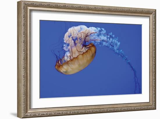 Jellyfish VII-Erin Berzel-Framed Photographic Print