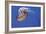 Jellyfish VII-Erin Berzel-Framed Photographic Print