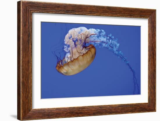 Jellyfish VII-Erin Berzel-Framed Photographic Print