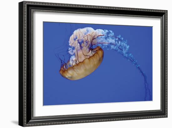 Jellyfish VII-Erin Berzel-Framed Photographic Print