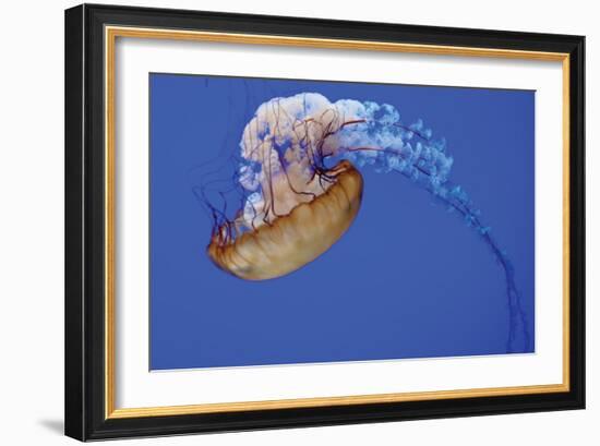 Jellyfish VII-Erin Berzel-Framed Photographic Print