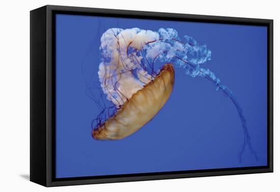 Jellyfish VIII-Erin Berzel-Framed Premier Image Canvas