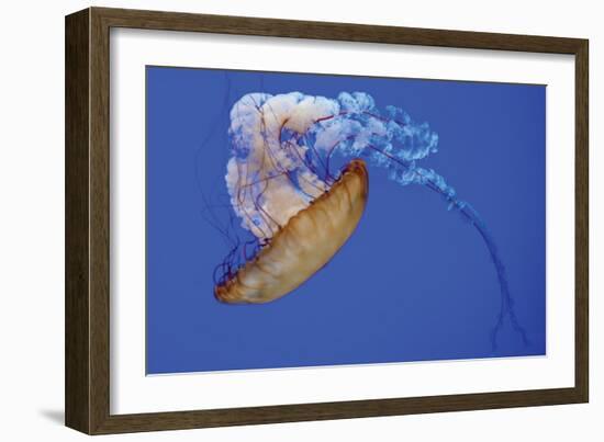 Jellyfish VIII-Erin Berzel-Framed Photographic Print