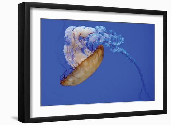 Jellyfish VIII-Erin Berzel-Framed Photographic Print