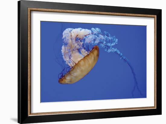 Jellyfish VIII-Erin Berzel-Framed Photographic Print