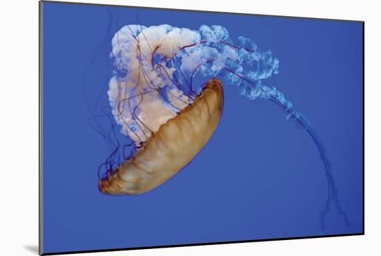 Jellyfish VIII-Erin Berzel-Mounted Photographic Print