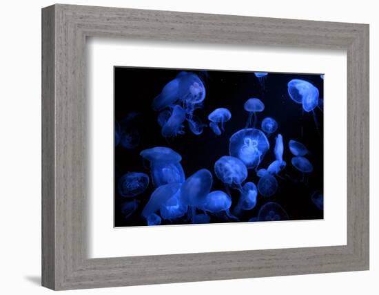 Jellyfish with Blue Light on Black Background in the Aquarium, Singapore-Niradj-Framed Photographic Print