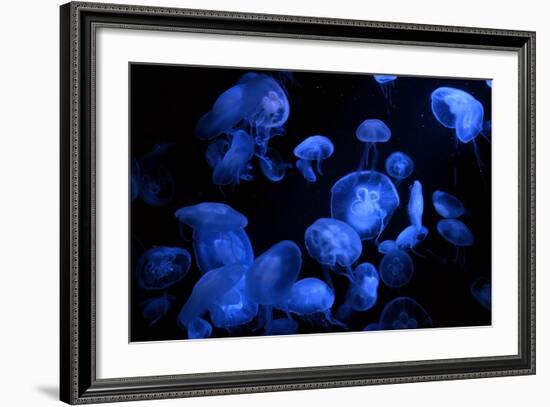Jellyfish with Blue Light on Black Background in the Aquarium, Singapore-Niradj-Framed Photographic Print