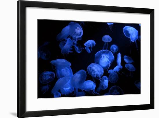 Jellyfish with Blue Light on Black Background in the Aquarium, Singapore-Niradj-Framed Photographic Print