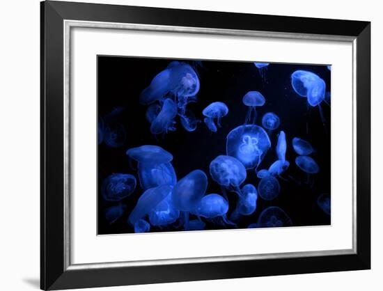 Jellyfish with Blue Light on Black Background in the Aquarium, Singapore-Niradj-Framed Photographic Print