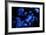 Jellyfish with Blue Light on Black Background in the Aquarium, Singapore-Niradj-Framed Photographic Print