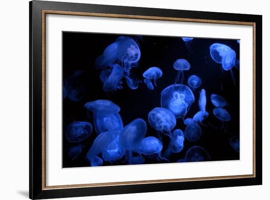 Jellyfish with Blue Light on Black Background in the Aquarium, Singapore-Niradj-Framed Photographic Print