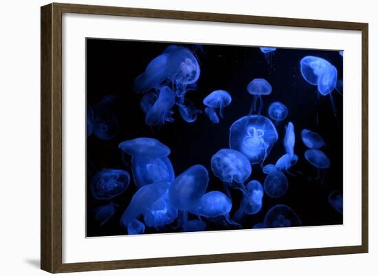 Jellyfish with Blue Light on Black Background in the Aquarium, Singapore-Niradj-Framed Photographic Print