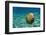 Jellyfish with Fishes-Aleks White-Framed Photographic Print