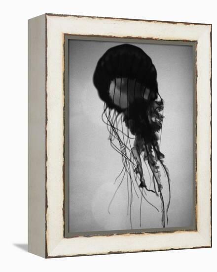 Jellyfish-Henry Horenstein-Framed Premier Image Canvas