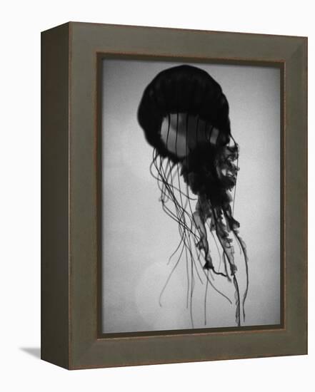 Jellyfish-Henry Horenstein-Framed Premier Image Canvas