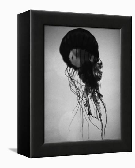 Jellyfish-Henry Horenstein-Framed Premier Image Canvas