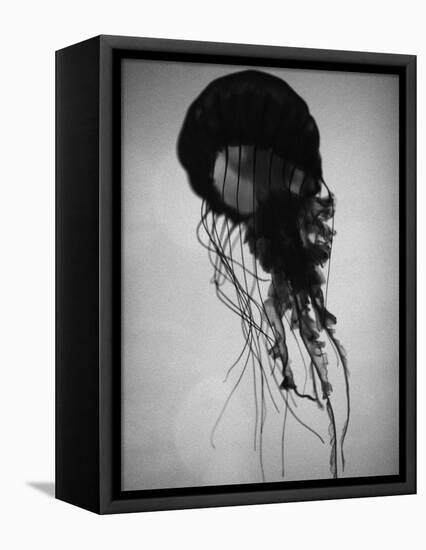 Jellyfish-Henry Horenstein-Framed Premier Image Canvas